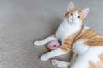 P.L.A.Y. Feline Frenzy Kitty Kreme Doughnuts - Image 3