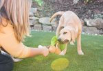 P.L.A.Y. Tropical Paradise Puppy Palm - Image 3