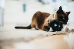 P.L.A.Y. Feline Frenzy Frisky Furball - Image 3