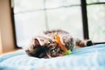 P.L.A.Y. Feline Frenzy Farm to Tabby - Image 3